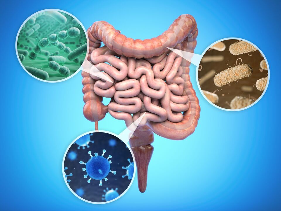 the beneficial bacteria in the gut